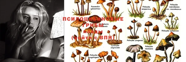 индика Арсеньев